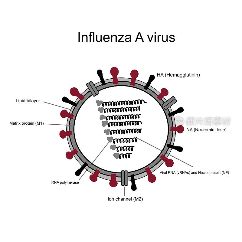 A型流感病毒的结构，显示了重要成分:血凝素:HA，神经氨酸酶:NA，病毒RNA，核蛋白，基质蛋白:M1，离子通道:M2, RNA聚合酶和脂质双分子层。